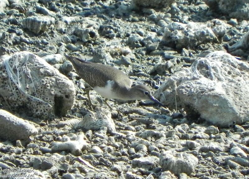 Chevalier guignetteadulte, identification