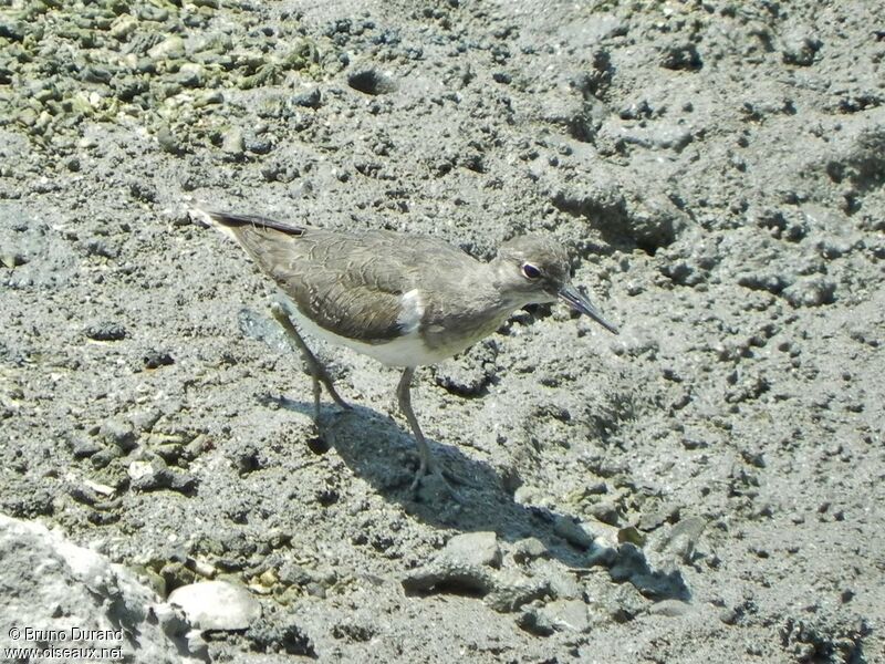 Common Sandpiperadult, identification