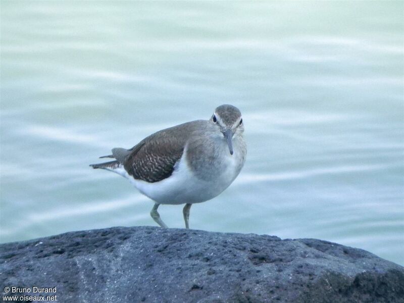 Chevalier guignetteadulte, identification