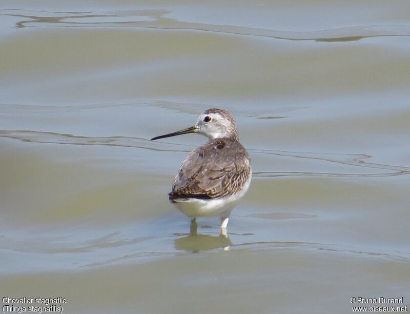 Marsh Sandpiperadult, identification, Behaviour