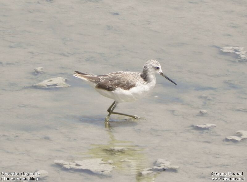 Marsh Sandpiperadult, identification