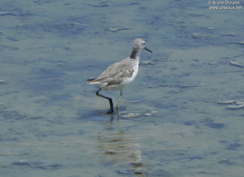 Marsh Sandpiper, identification, Behaviour