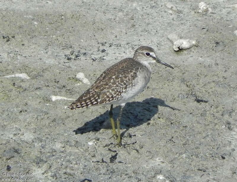 Wood Sandpiperadult, identification