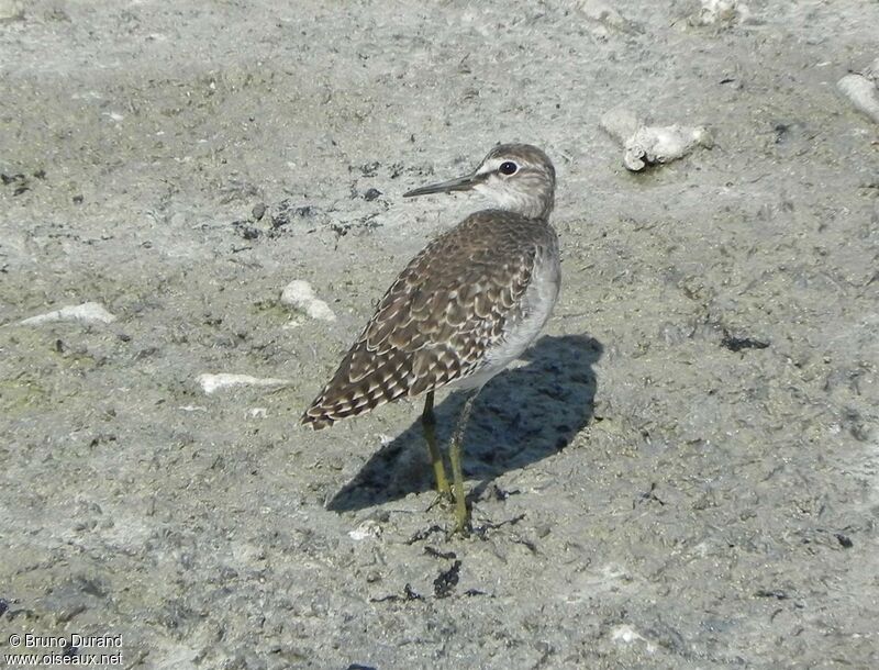 Wood Sandpiper, identification