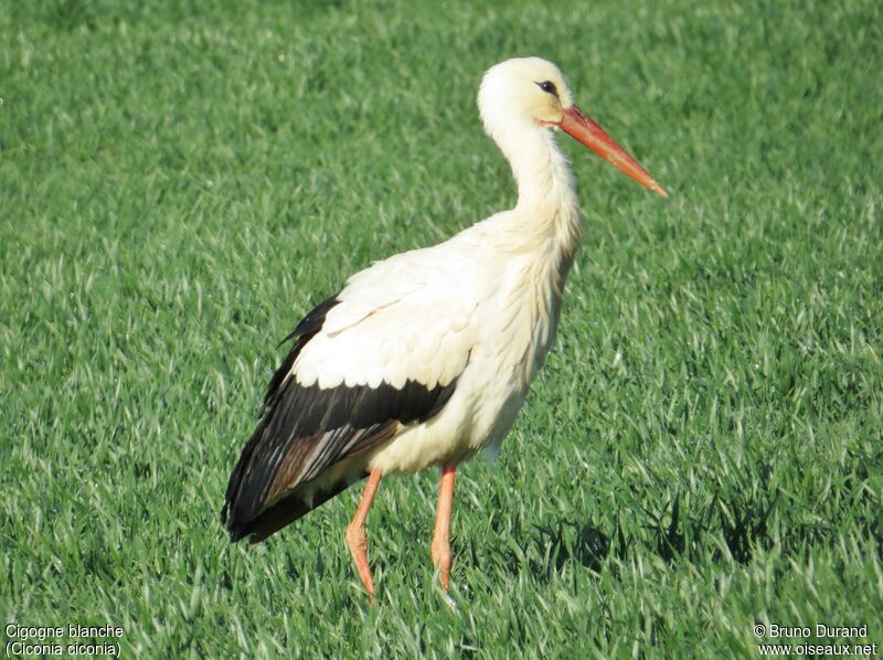 Cigogne blancheadulte, identification