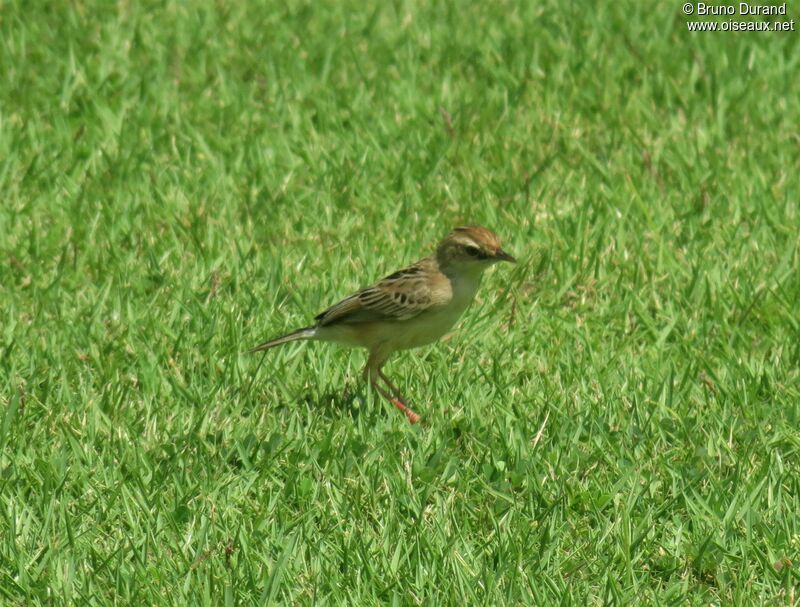 Zitting Cisticola, identification, Behaviour