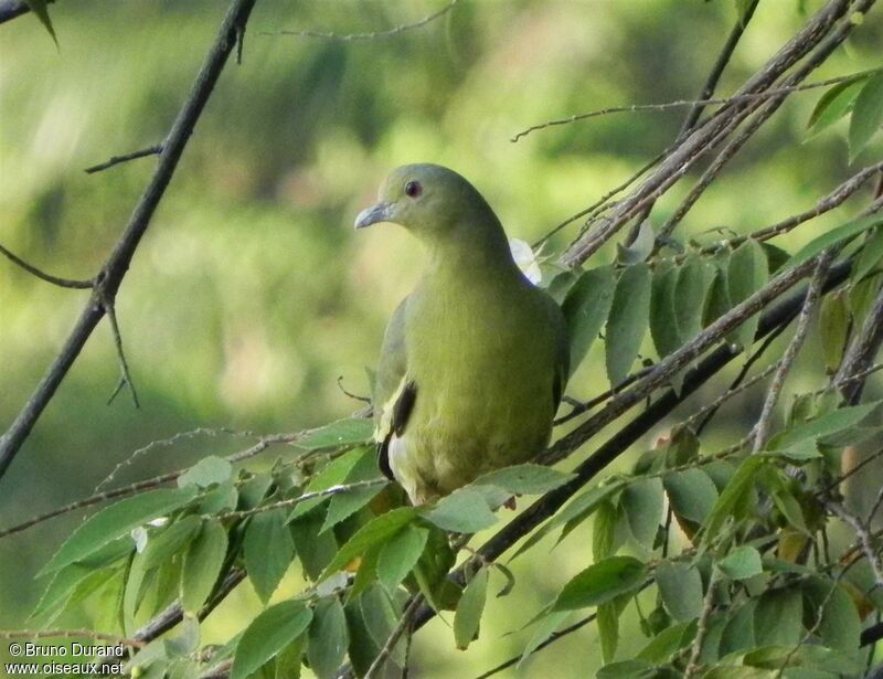 Pink-necked Green Pigeon female adult, identification