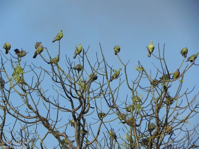 Pink-necked Green Pigeon, Behaviour