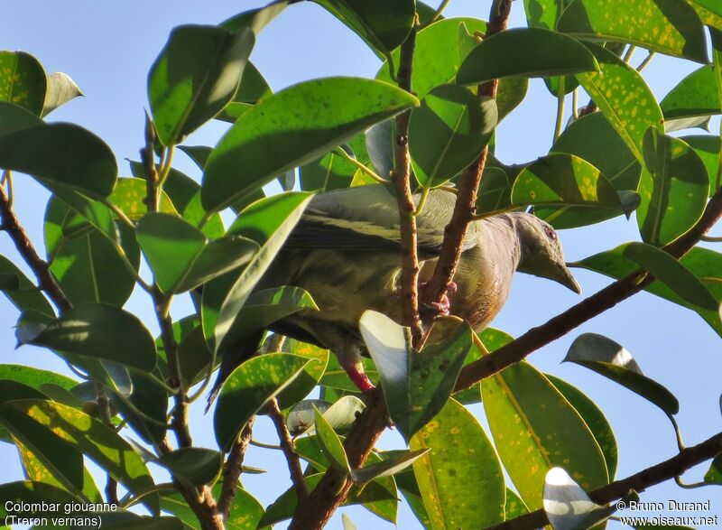 Pink-necked Green Pigeon male adult, identification