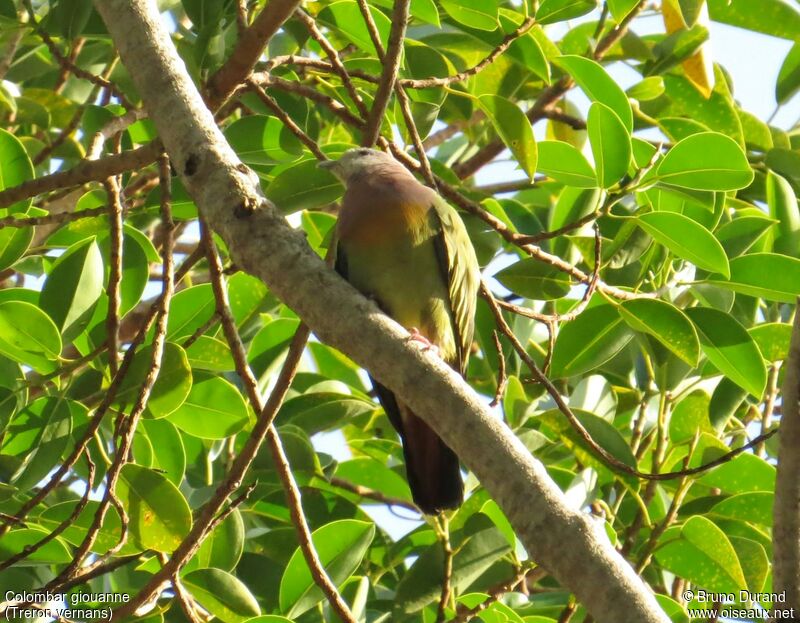 Pink-necked Green Pigeon male adult, identification