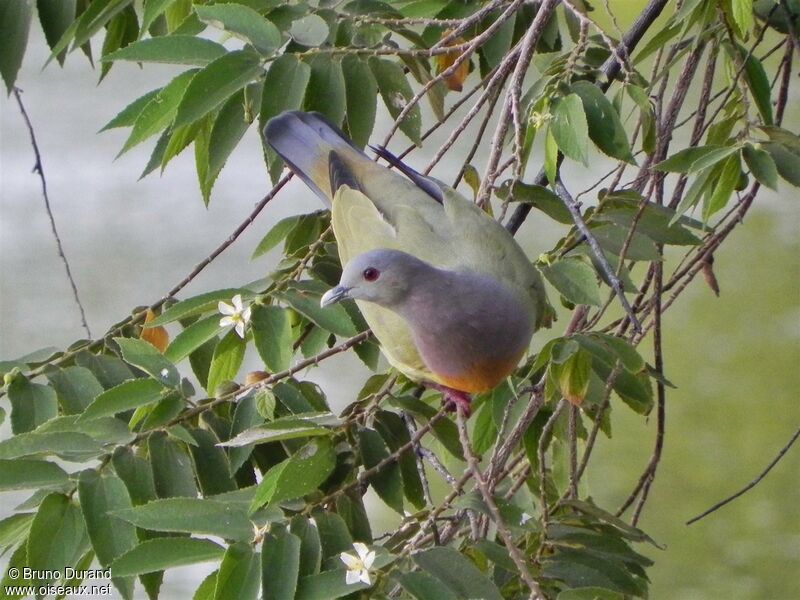 Colombar giouanne mâle adulte, identification