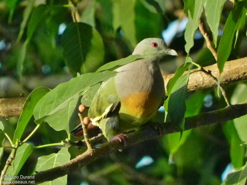 Colombar giouanne mâle adulte, identification