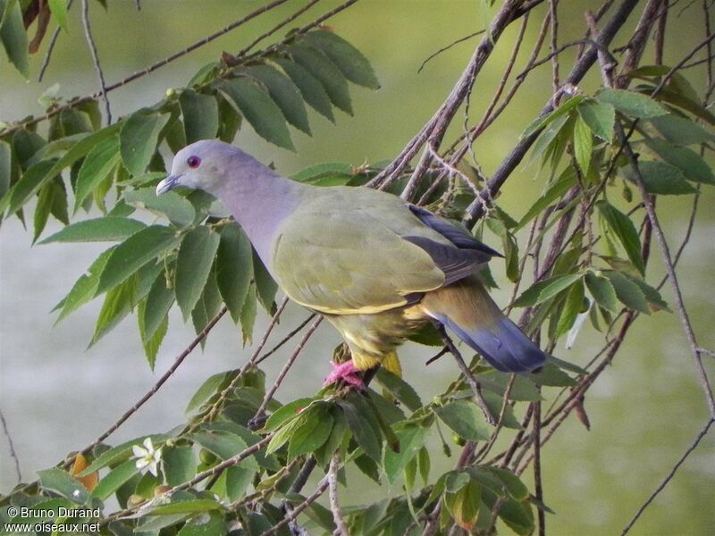 Colombar giouanne mâle adulte, identification