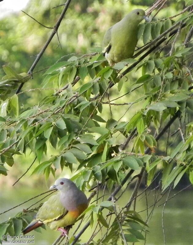 Colombar giouanne adulte, identification