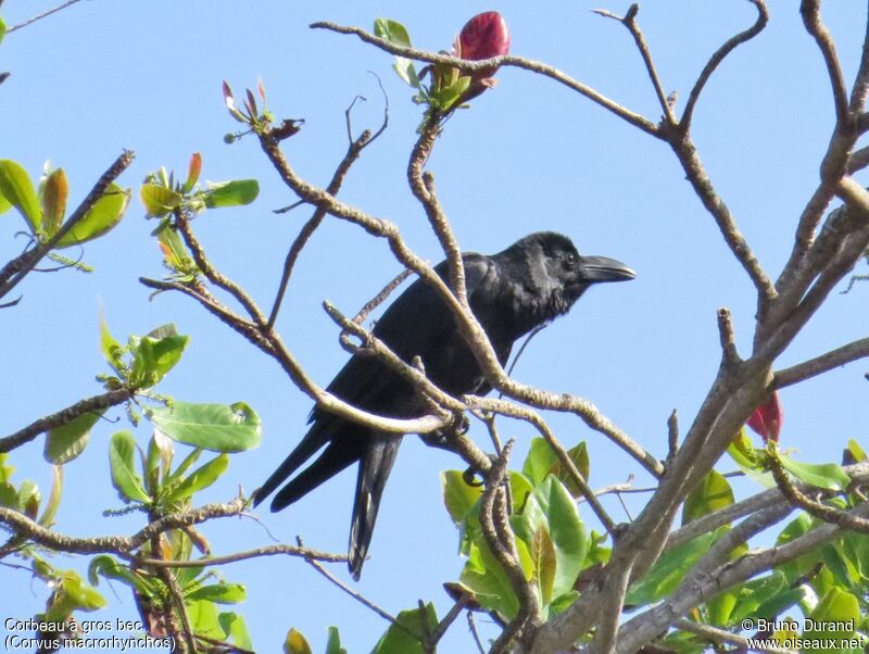 Corbeau à gros bec, identification