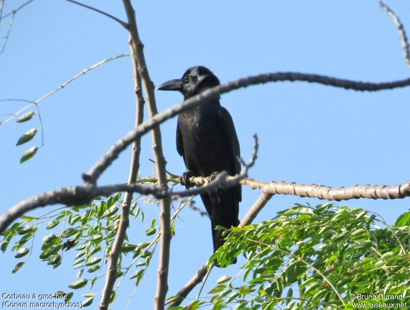 Corbeau à gros bec, identification