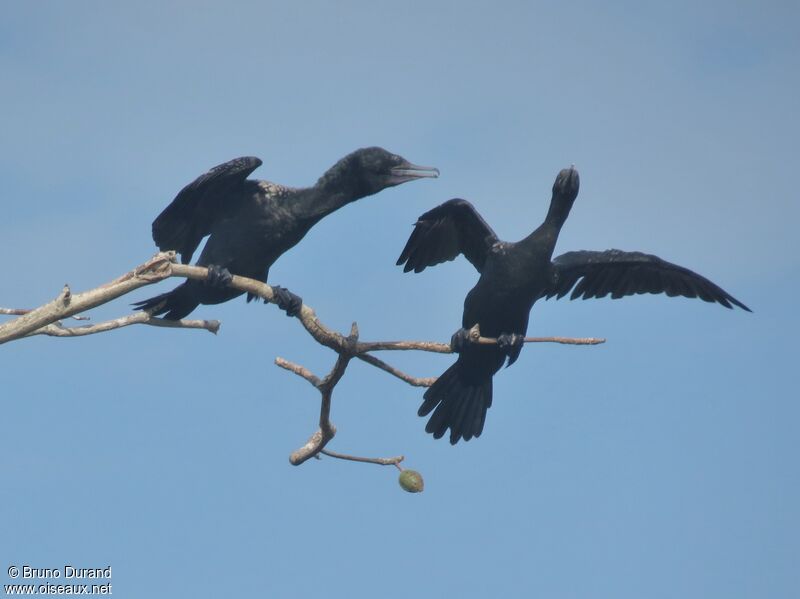 Little Black Cormorantadult, Behaviour