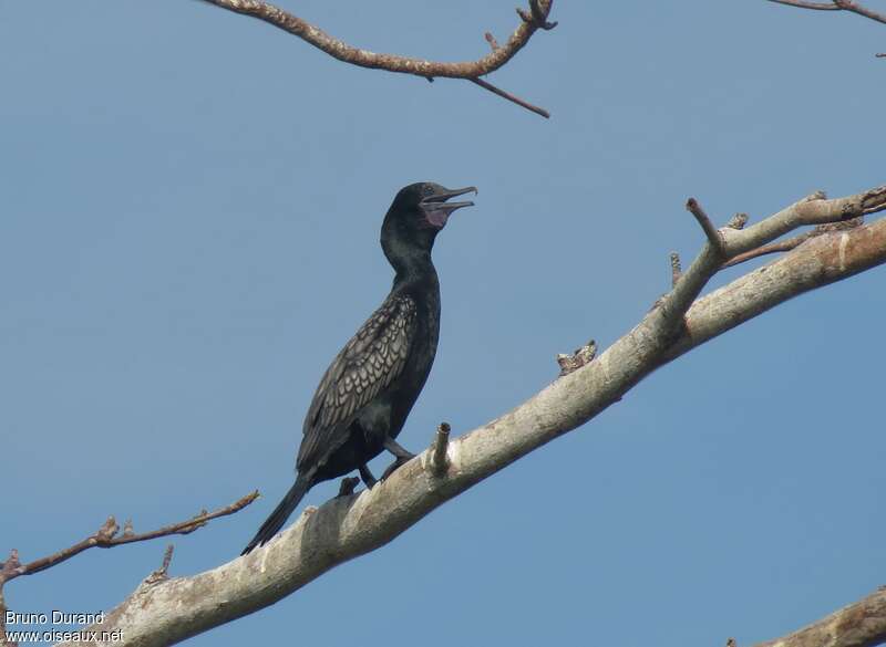 Little Black Cormorantadult, identification, Behaviour