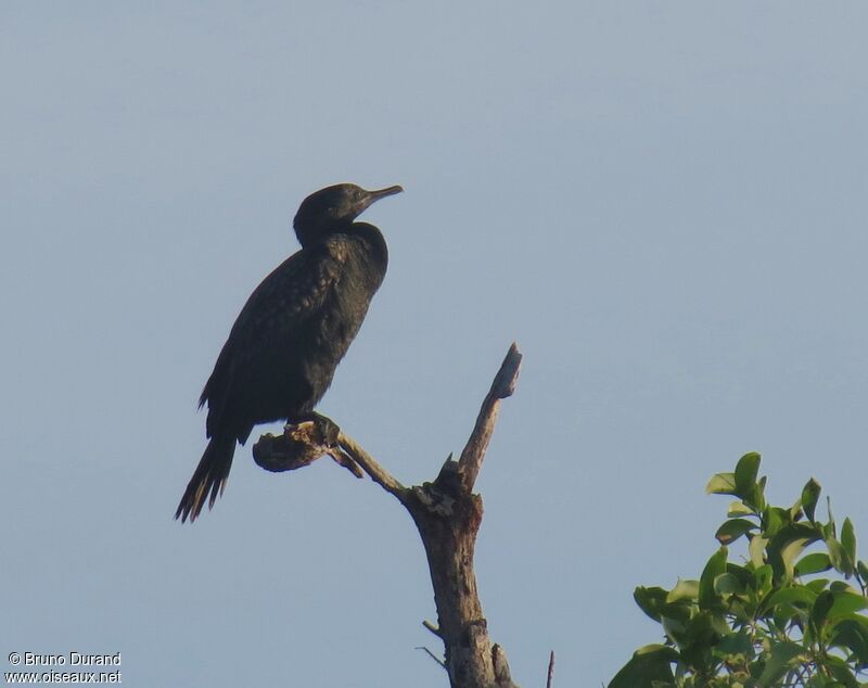 Cormoran noiradulte, identification