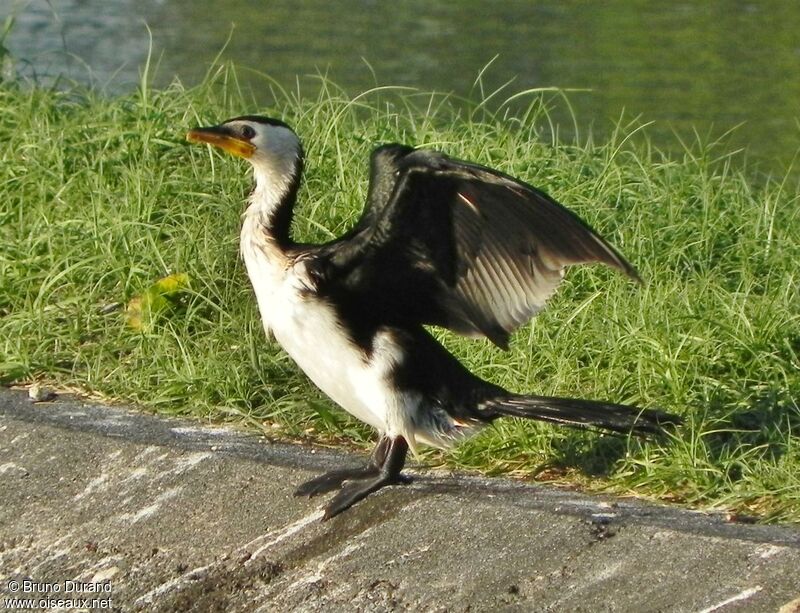 Cormoran pieadulte, identification, Comportement