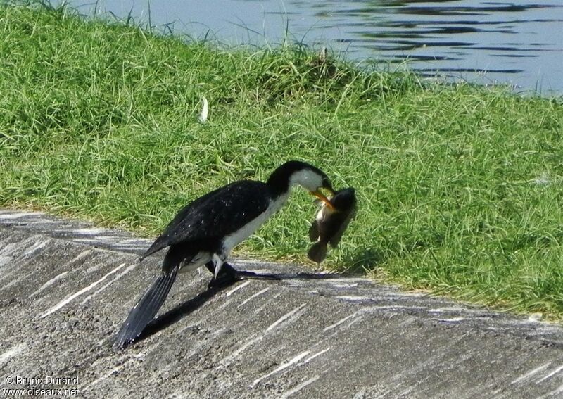 Cormoran pieadulte, régime