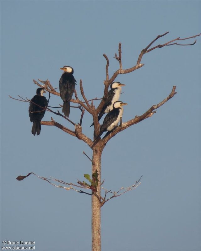 Cormoran pieadulte, identification, Comportement