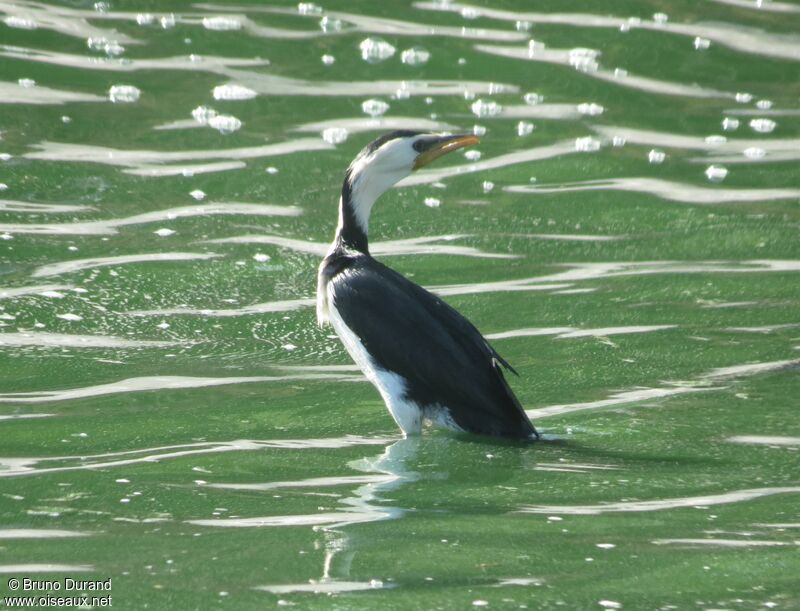 Cormoran pieadulte, identification, Comportement