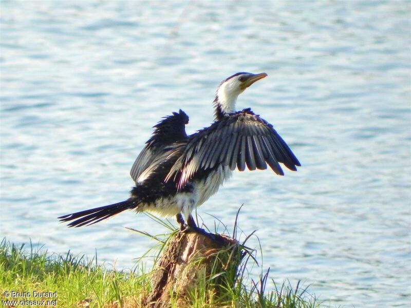 Little Pied Cormorantadult, Behaviour