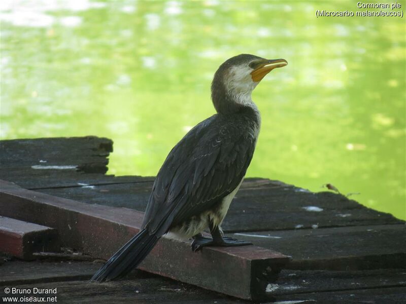 Little Pied Cormorantadult, identification, Behaviour