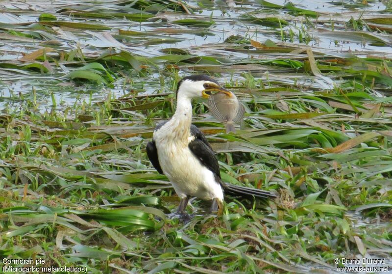 Cormoran pie, identification, régime, Comportement