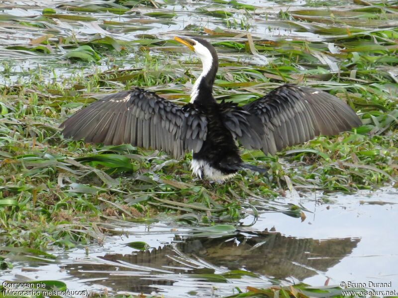 Cormoran pie, identification, Comportement