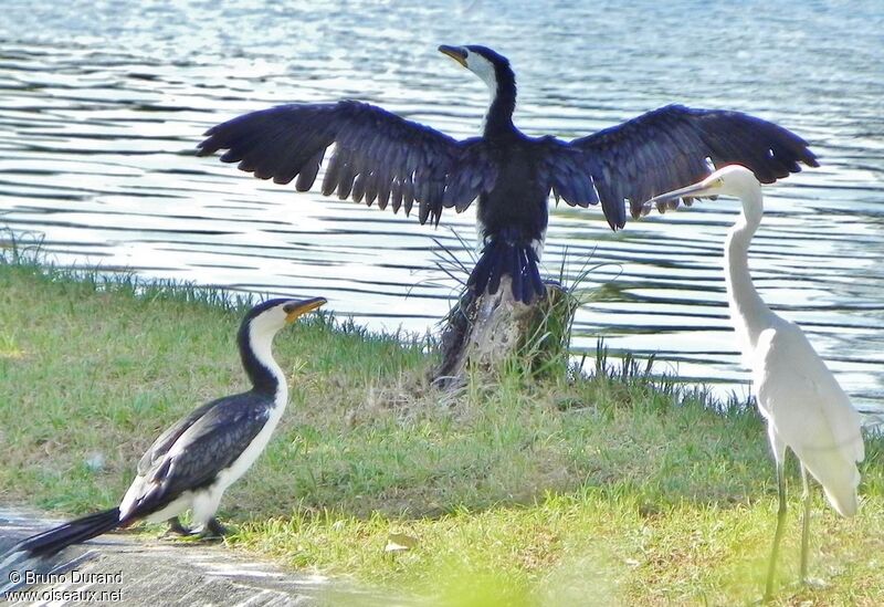 Cormoran pieadulte, identification, Comportement