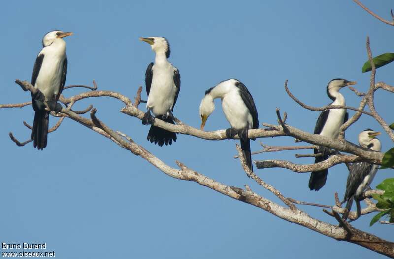 Little Pied Cormorantadult, Behaviour