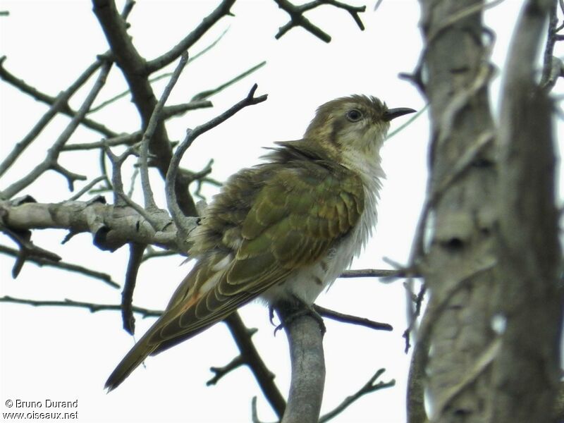 Horsfield's Bronze Cuckoo