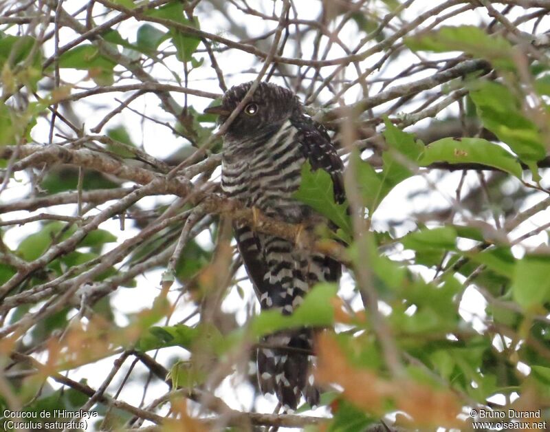 Himalayan Cuckooimmature, identification