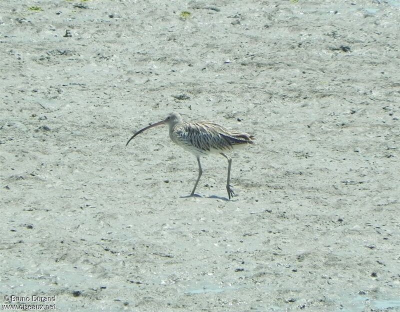 Courlis cendréadulte, identification