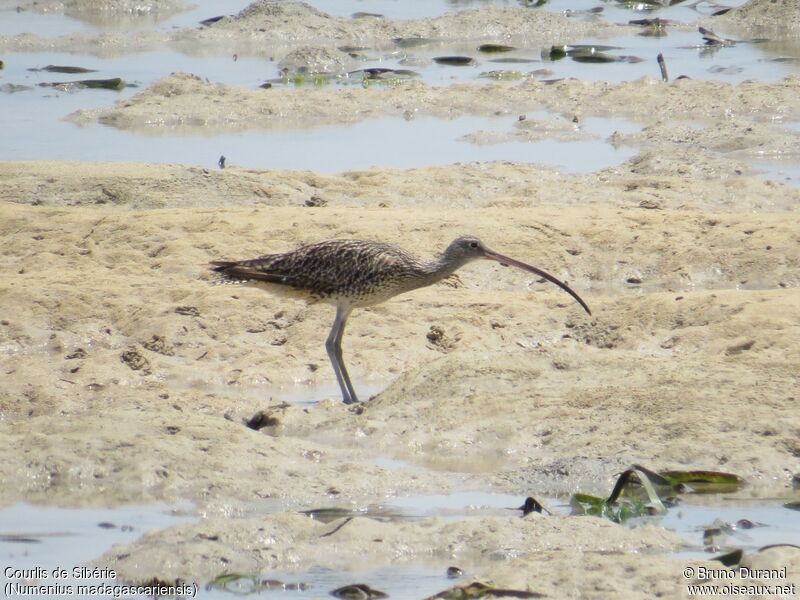 Far Eastern Curlewadult, identification, Behaviour