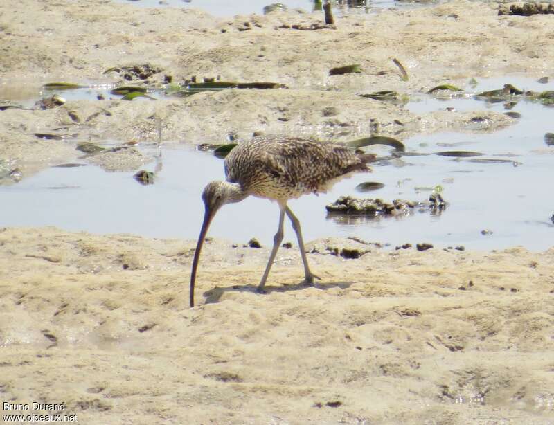 Far Eastern Curlewadult, identification, walking, feeding habits, fishing/hunting