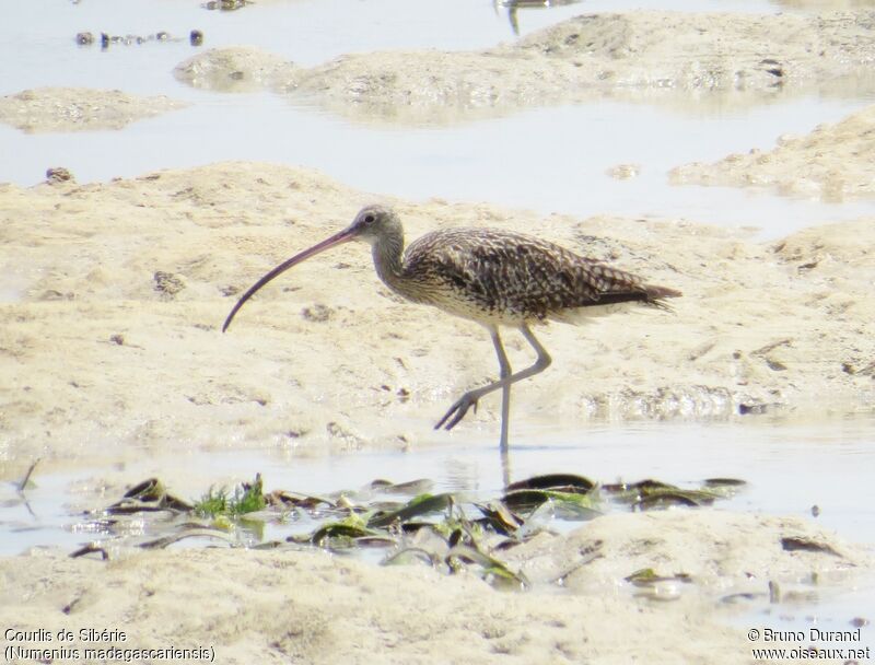 Far Eastern Curlewadult, identification