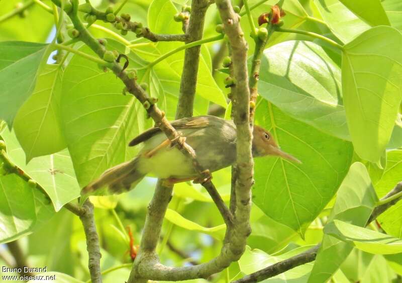 Olive-backed Tailorbirdadult, identification