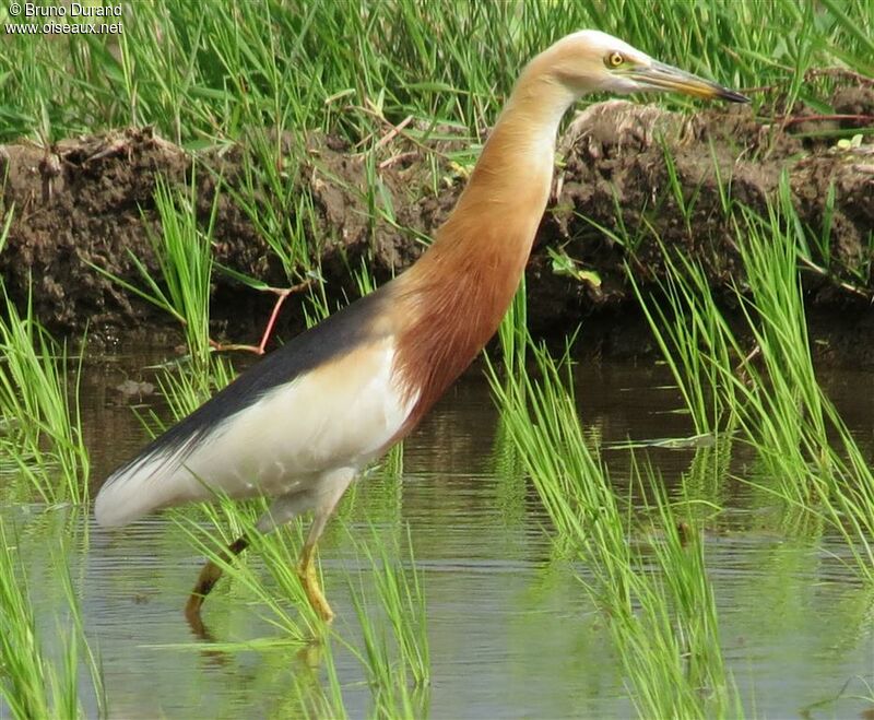 Crabier malaisadulte nuptial, identification, Comportement