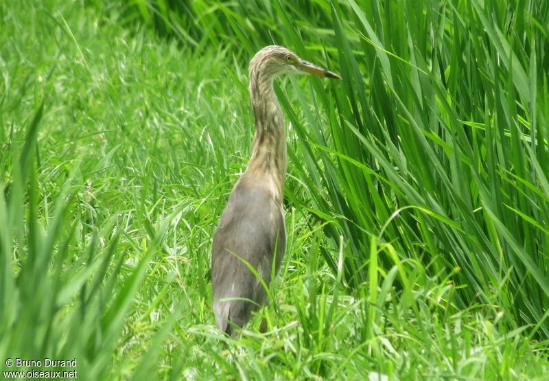 Crabier malais, identification, régime, Comportement