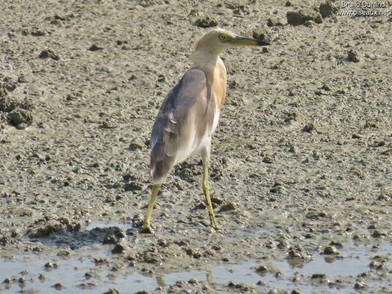 Javan Pond Heron, identification