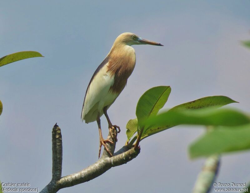 Crabier malaisadulte nuptial, identification, Comportement