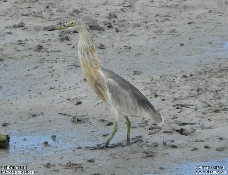 Javan Pond Heronadult, identification