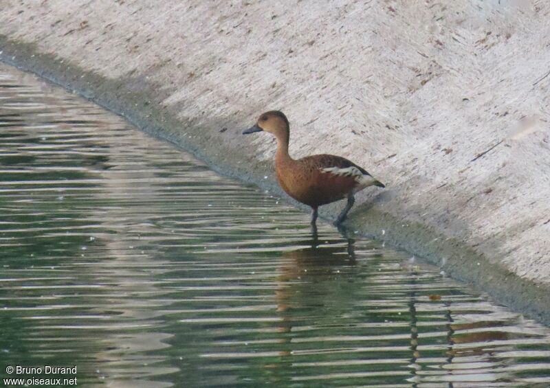 Wandering Whistling Duck, identification, Behaviour