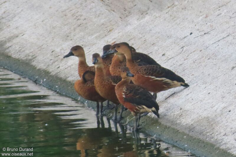 Dendrocygne à lunules, identification, Comportement