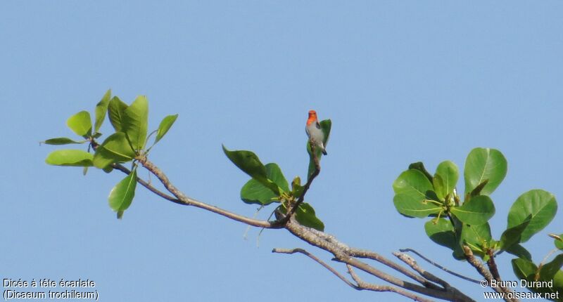 Scarlet-headed Flowerpeckeradult, identification