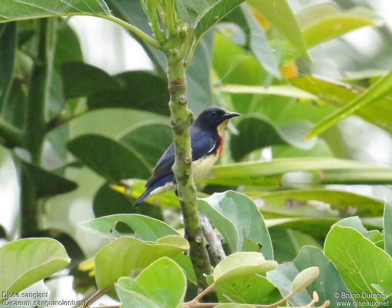 Blood-breasted Flowerpeckeradult, identification