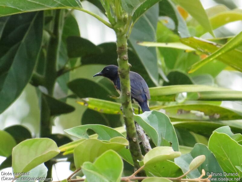 Blood-breasted Flowerpeckeradult, identification